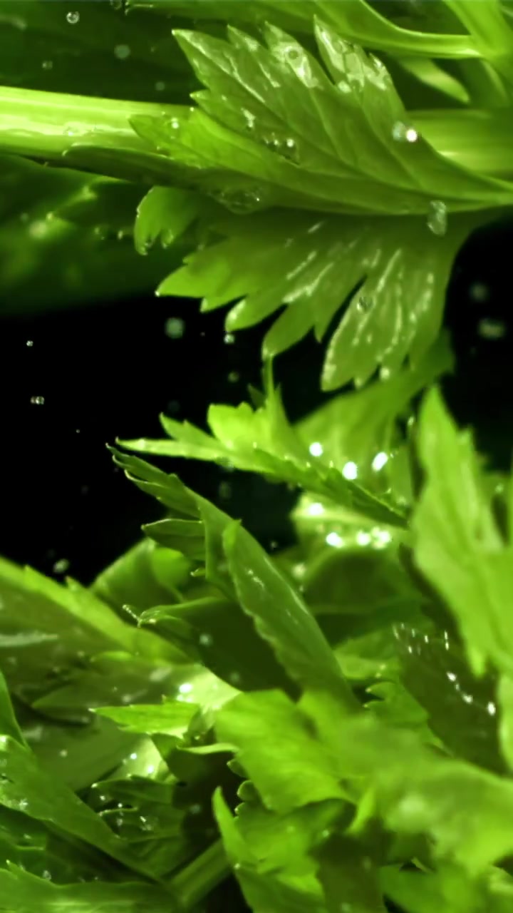 Acqua che schizza su foglie fresche di sedano verde in slow motion