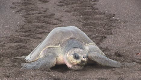 olive ridley sea turtles make their way up a beach 1