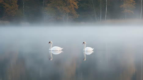 two elegant swans gliding gracefully through a serene misty lake surrounded by autumn foliage and tranquil waters