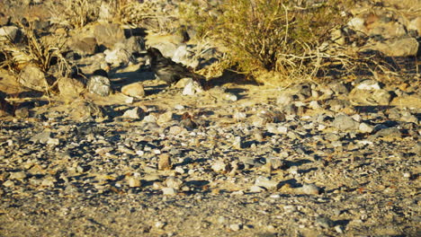 Lone-Black-Raven-Walking-Across-Stony-Ground-At-Death-Valley