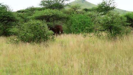 tiro de seguimiento de un elefante macho tratando de romper una rama de un árbol en serengeti