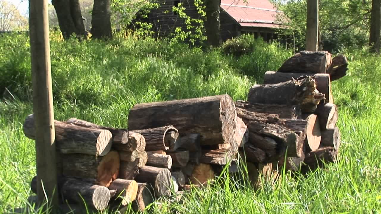 흰색 개는 전경에 나무 더미가 있고 배경에 작은 집이 있는 두꺼운 덤불을 통과합니다.