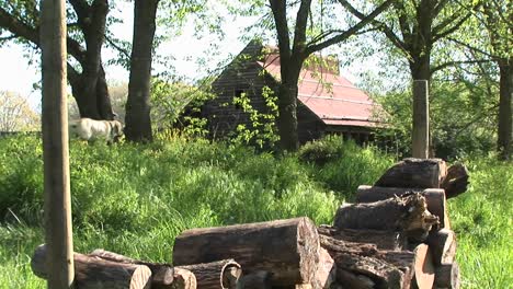 Weißer-Hund-Geht-Durch-Dichtes-Gebüsch-Mit-Einem-Holzhaufen-Im-Vordergrund-Und-Einem-Kleinen-Haus-Im-Hintergrund