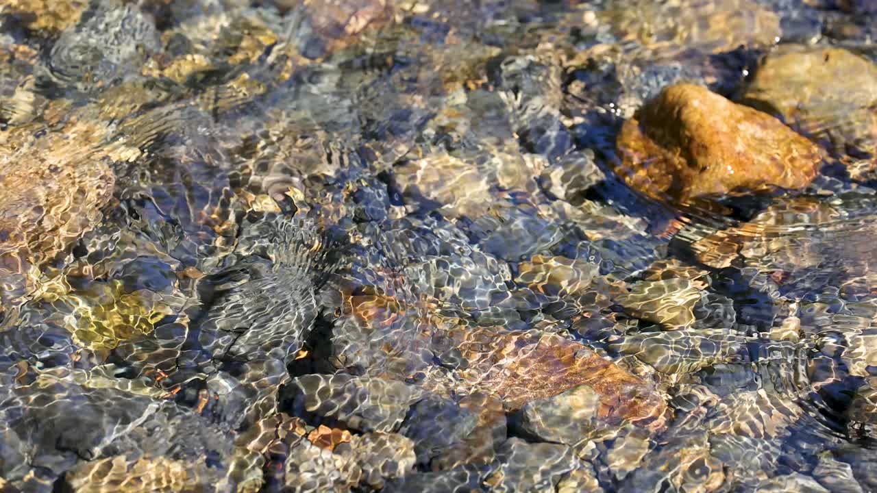 Sunlit stream water flows over colorful rocks, creating ripples and reflections in natural forest setting