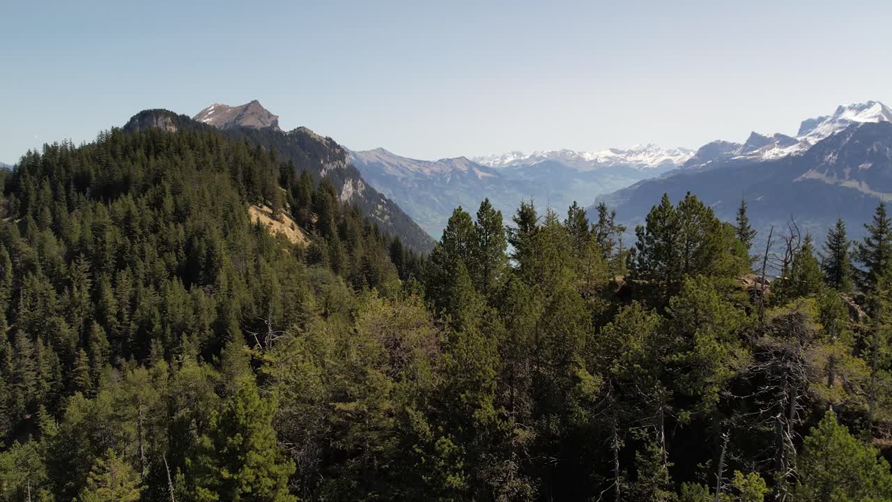 Aerial view over Lake Brienz framed by pine-covered mountains and snowy peaks in the Swiss Alps, on a clear spring day