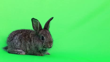 cute grey rabbit on green screen background