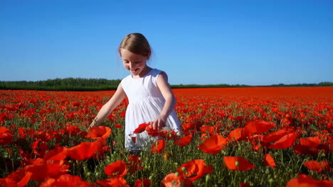 little girl exploring a vibrant red poppy field
