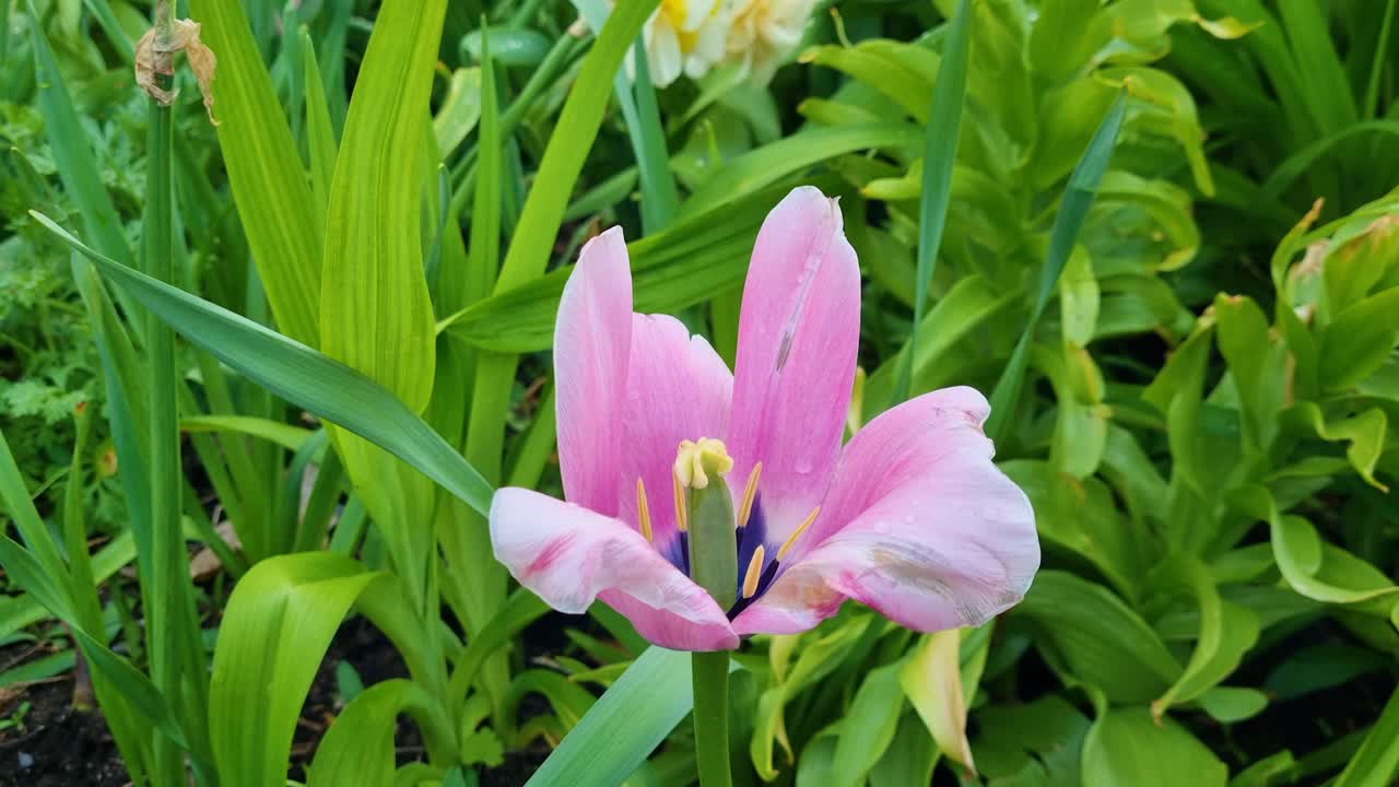 Close-up of a vibrant Tulipa 'Danique' swaying gently in the fresh Scandinavian spring air