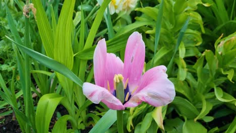 close-up of a vibrant tulipa 'danique' swaying gently in the fresh scandinavian spring air