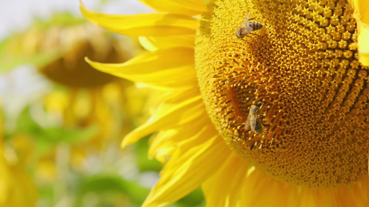 태양꽃과 벌에 가까이. 은 날에 다채로운 태양꽃 꽃 필드.