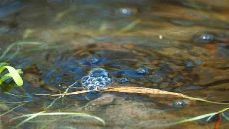 Blick-Aus-Der-Vogelperspektive-Auf-Den-Moorfrosch,-Der-In-Die-Kamera-Schaut,-Dann-Unter-Wasser-Sinkt-Und-Blasen-Erzeugt,-Statisch,-Tag