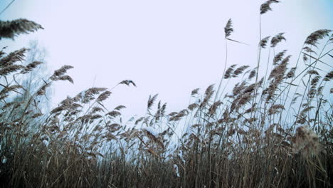 winter reeds covered in snow