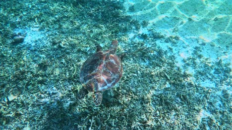 a birds eye view of a green sea turtle swimming under the tropical blue sea