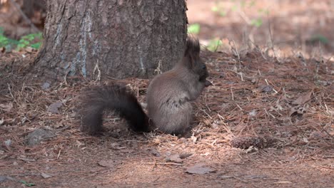 Ardilla-Arbórea-Coreana-Comiendo-Nuez-Junto-A-La-Base-Del-Pino-En-El-Bosque-De-Yangjae,-Corea-Del-Sur