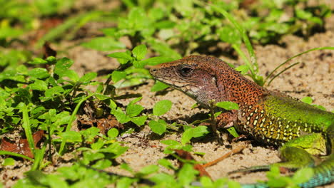 Plano-Medio-De-Lagarto-Ameiva-Todavía-En-La-Hierba