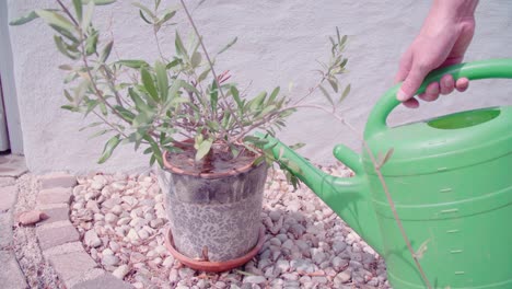 Watering-olive-plant-in-entrance,-wide-shot