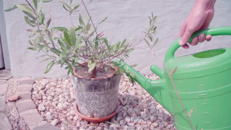 watering olive plant in entrance, wide shot