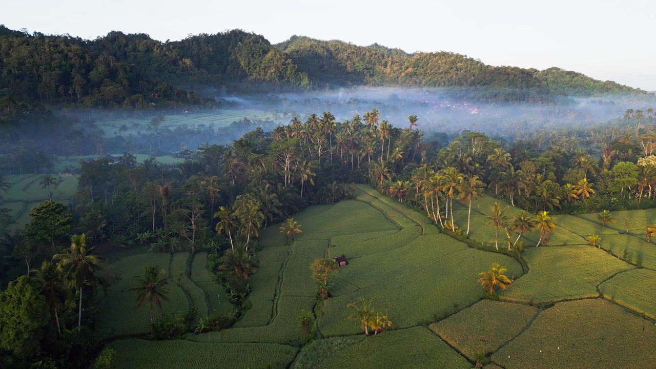 Pedesaan Bali yang subur dengan pohon palem tropis, lahan pertanian bertingkat, dan kabut pagi yang bersinar dalam cahaya matahari terbit keemasan yang lembut, rekaman drone udara dengan gerakan maju