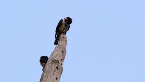 the black-thighed falconet is one of the smallest birds of prey found in the forests in some countries in asia