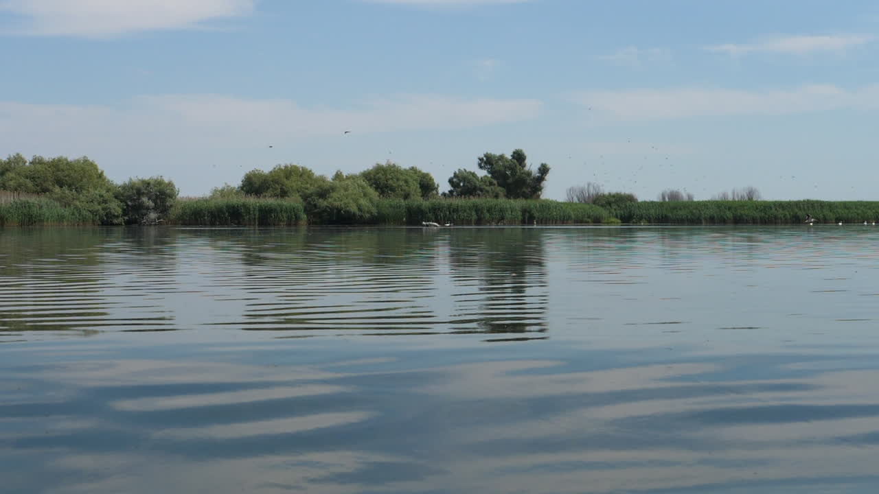 야생 큰 강에 새