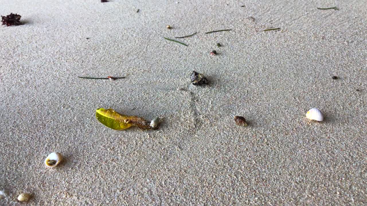 uluwatu bali indonesia의 녹색 그릇 해변을 돌아 다니는 조개 껍질의 작은 소라게