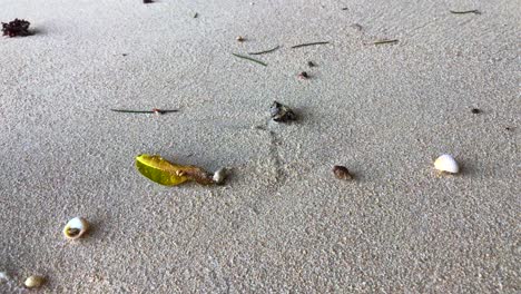 diminutos cangrejos ermitaños en conchas marinas corriendo alrededor de la playa de green bowl en uluwatu bali indonesia