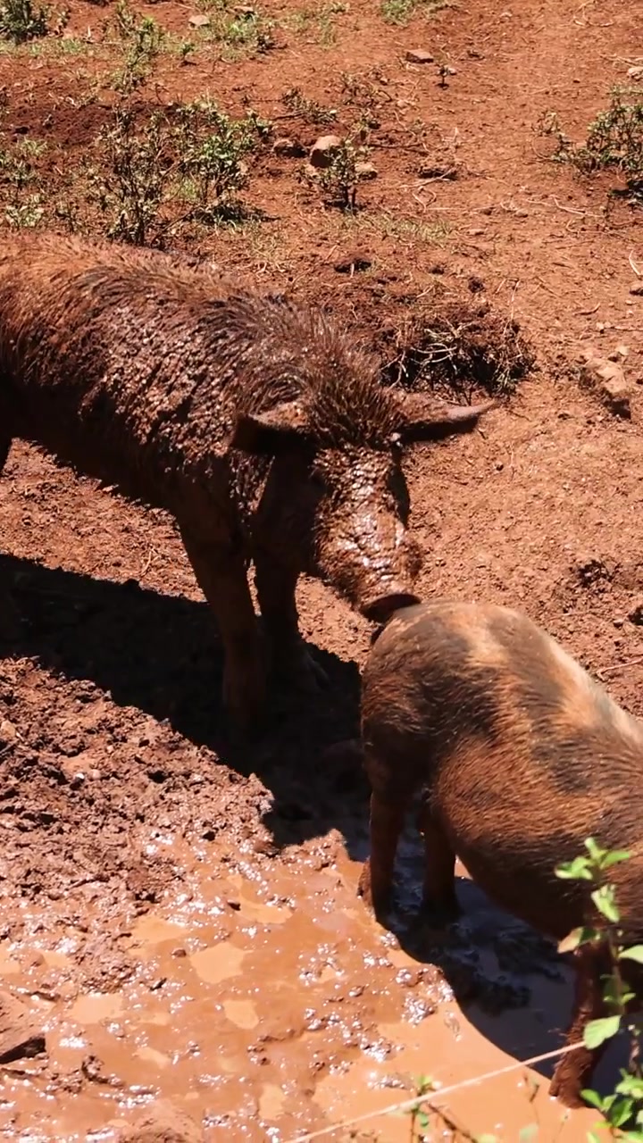 Due maiali coperti di fango si fanno strada in un ambiente agricolo umido e terroso durante il giorno.