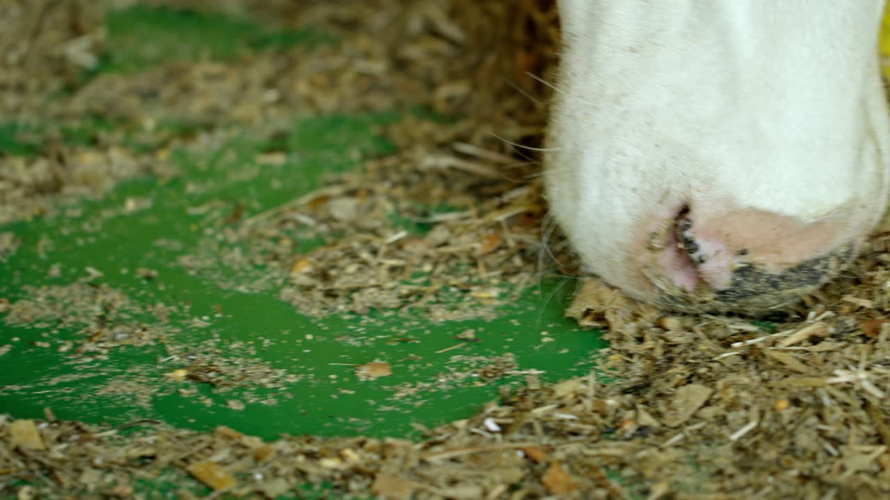 Crop tracking shot of cows feeding with dry forage licking it from ground in cowshed