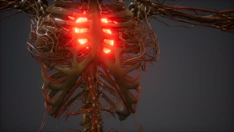 CG-Animation-Of-A-Sick-Human-Heart