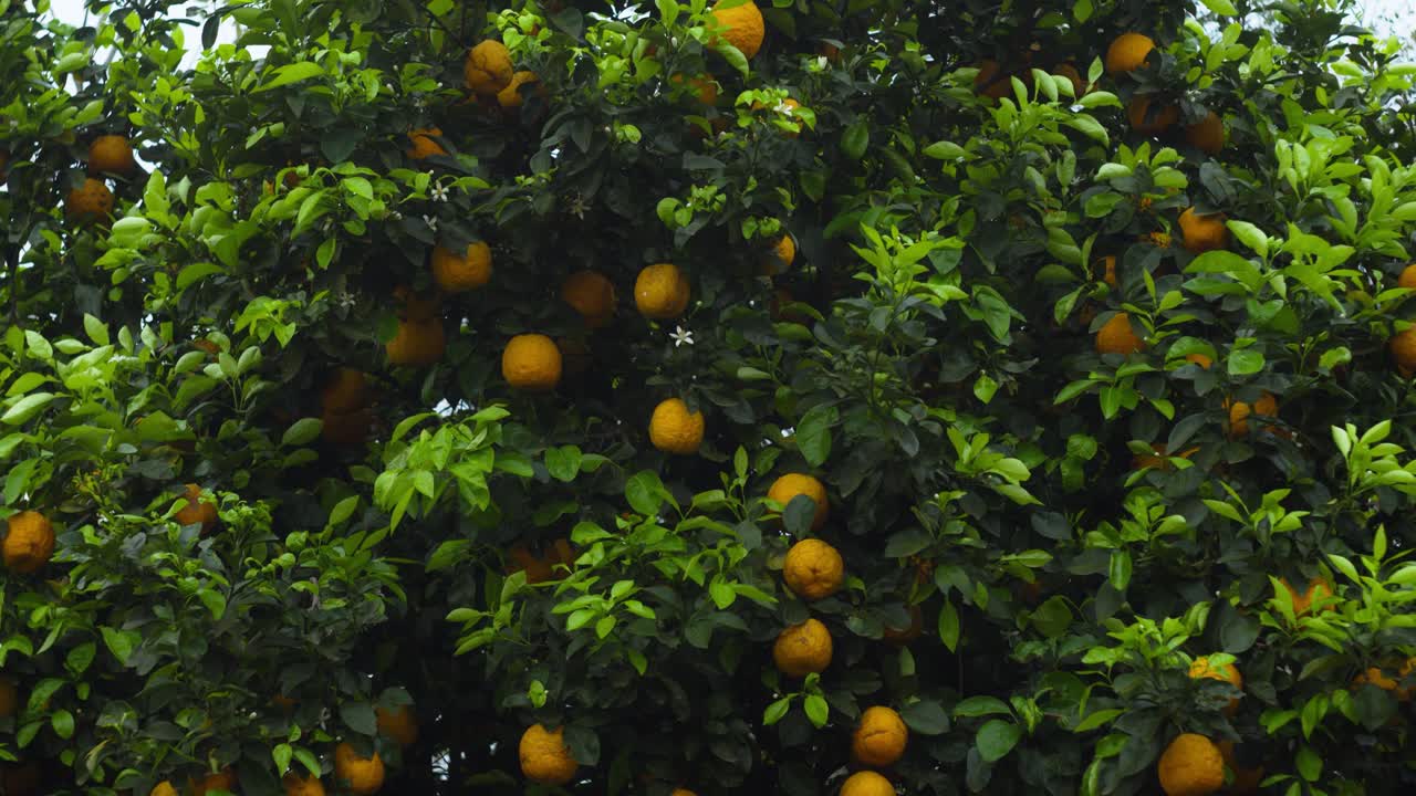 una naranja es un fruto de varias especies de cítricos de la familia de las rutas. se refiere principalmente a citrus x sinensis, que también se llama naranja dulce.