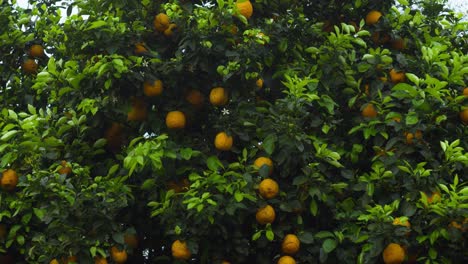 An orange is a fruit of various citrus species in the family Rutaceae it primarily refers to Citrus × sinensis, which is also called sweet orange