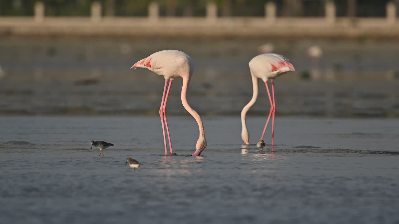 썰물 때 얕은 바닷물 습지대에서 방황하는 철새 큰 플라밍고 - 바레인