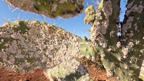 the mesmerizing world of cochineal insects infesting cactus plants, a captivating yet harmful phenomenon