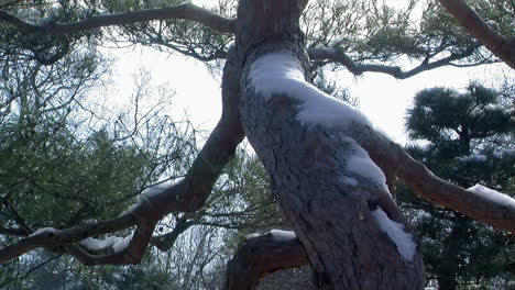 snow covered trunk of a pine tree