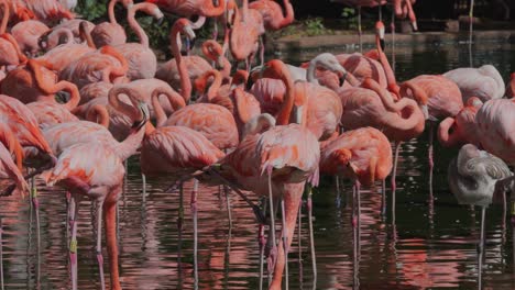 flamingos wading and feeding in a pond, with american and chilean species in pretoria