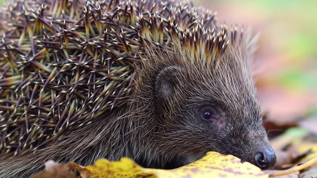 A Close-Up Look at the Fascinating Life of a Hedgehog Amidst Autumn Leaves, Showcasing Its Unique Features and Natural Habitat in a Serene Setting