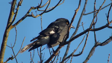 pied currawong perched on a tree branch