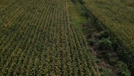 Backwards-drone-shot-over-a-corn-field-of-a-mountain-and-fields-over-a-green-summer-field-in-Northern-Greece