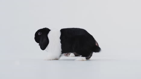 studio portrait of two miniature black and white flop eared rabbits hopping across white background