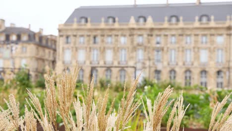 pampas grass swaying before historic building