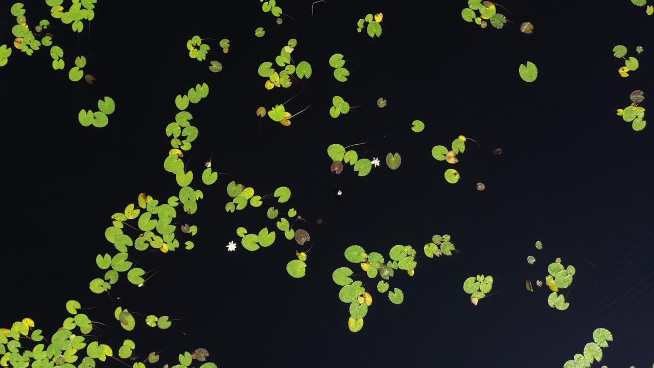 Aerial drone spirals downward over a tranquil Scottish loch dotted with flowering lily pads. The top-down reveal emphasizes natural symmetry, freshwater ecology, and quiet beauty.