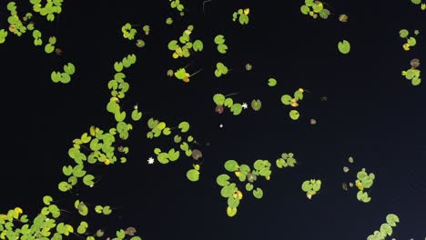 aerial drone spirals downward over a tranquil scottish loch dotted with flowering lily pads. the top-down reveal emphasizes natural symmetry, freshwater ecology, and quiet beauty.