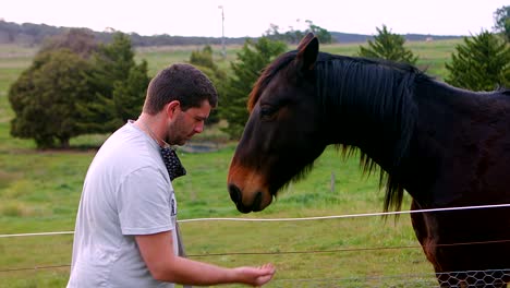 horse hand feeding  by owner