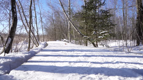 Pan-shot-in-a-nature-parc-by-the-trail