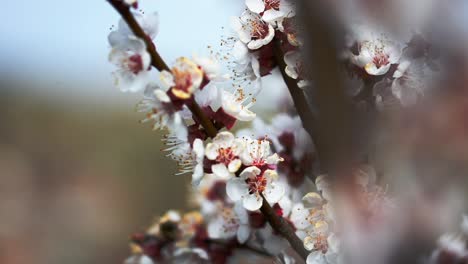 Bienen-Bestäuben-Die-Blüten-Eines-Blühenden-Aprikosenbaums