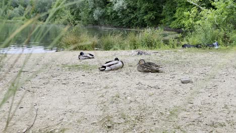 los patos se sientan en el agujero de la excavadora en la arena en la orilla de un lago y se relajan cerca de colonia