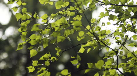 Morning-Sun-Comes-Up-Through-Leaves-At-Sunrise-3