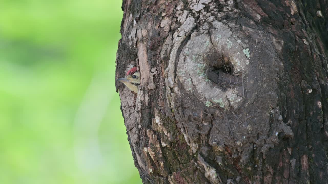 카메라가 오른쪽으로 미끄러지면서 새가 창문 밖을 바라보는 동안, 스페클브레스트드 우드, 덴드로피코스 포이실로에무스, 태국