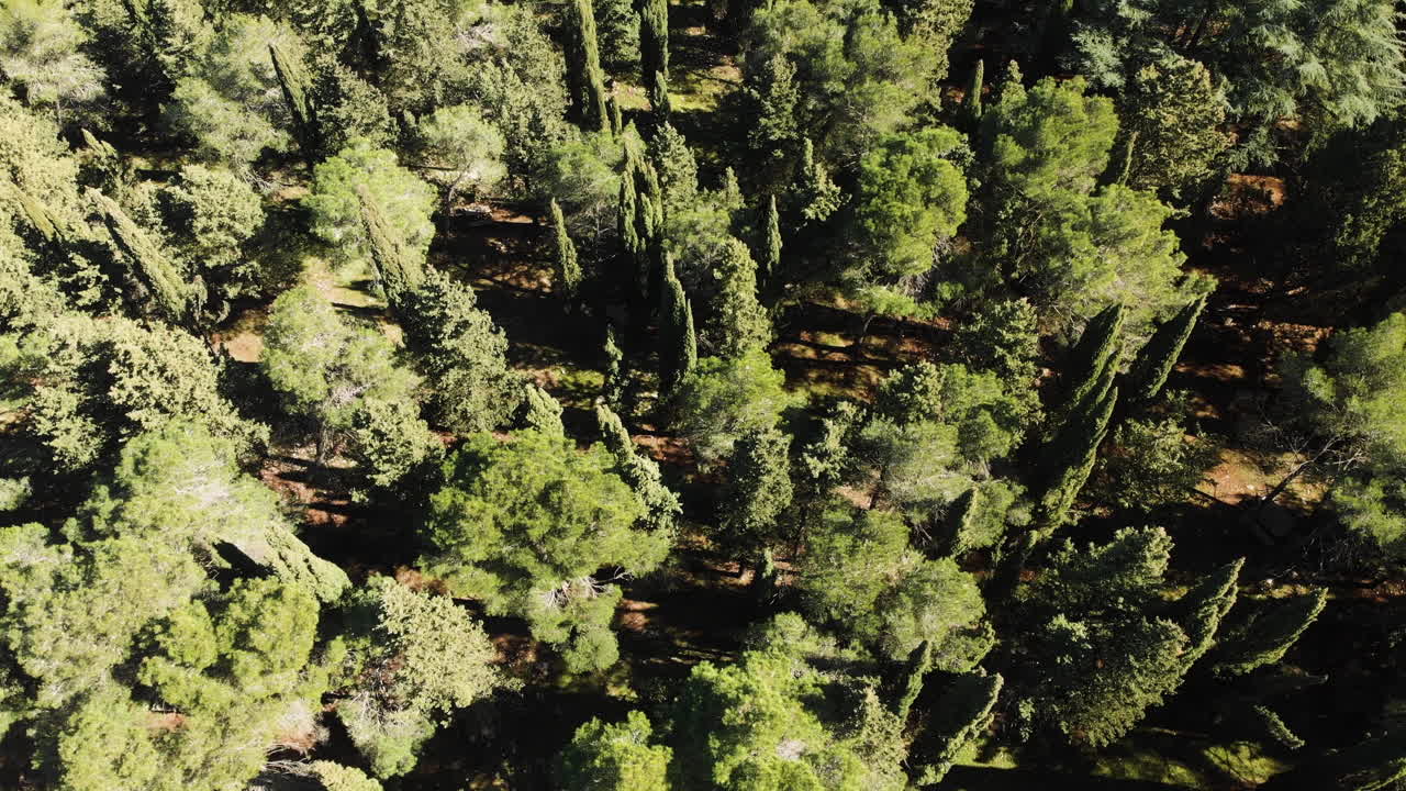 Lush Green Forest with Coniferous Trees On A Sunny Day By The Mountains. - aerial drone
