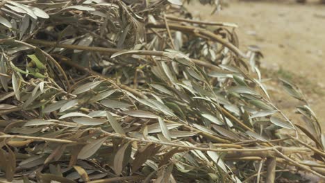 stack of olive tree branches